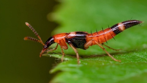 Kiến ba khoang loài kiến độc