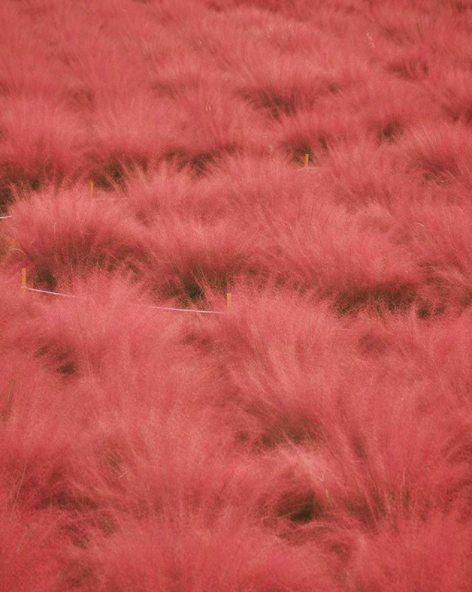đồng cỏ hồng muhly