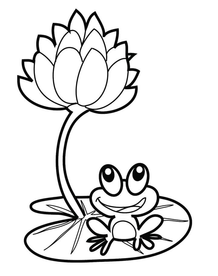 ếch con ngồi trên hoa sen