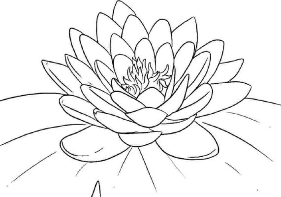 Chia sẻ Bé vẽ hoa sen theo phương pháp dễ dàng và đơn giản
