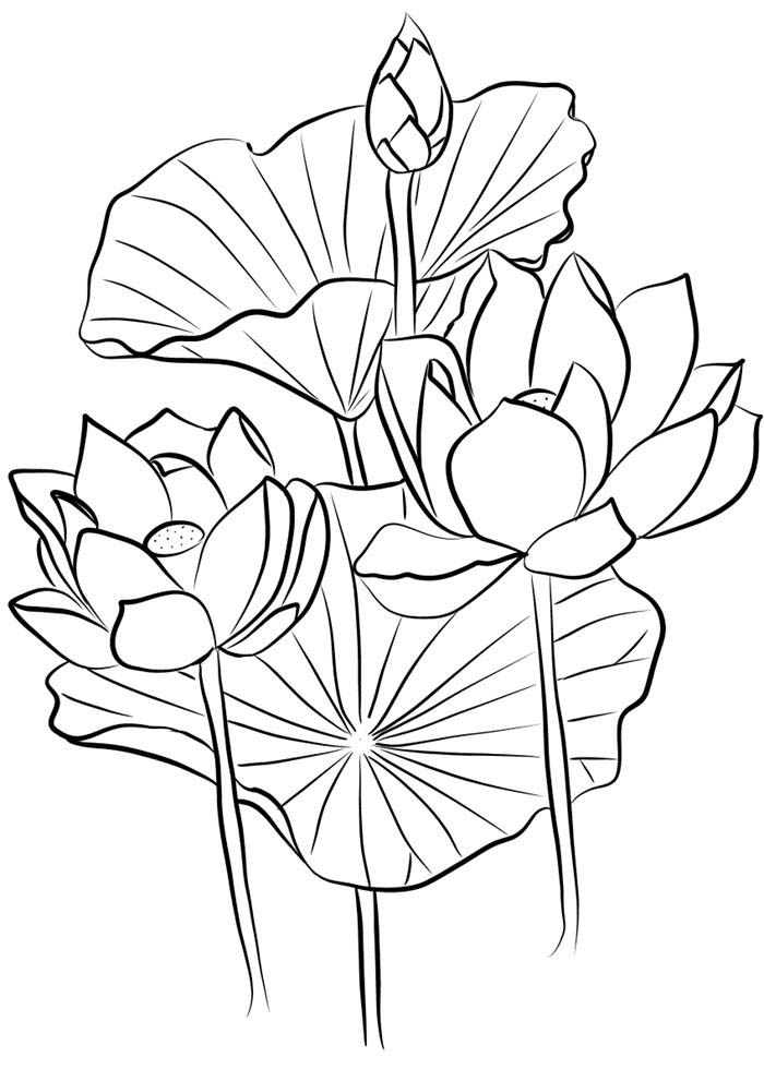 50 Tranh tô màu hoa tulip xin tươi nhất dễ tải dễ in Update 2022  Văn Hóa  Học