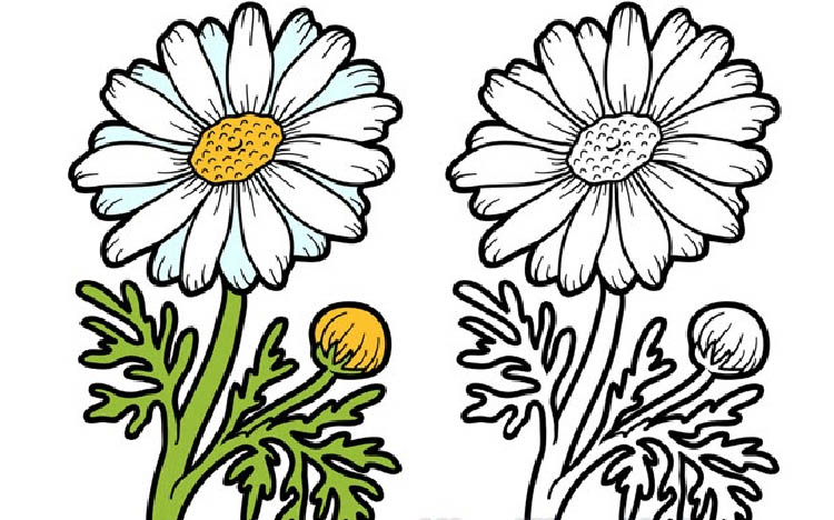Top 60 tranh tô màu bông hoa đơn giản và đẹp nhất 2022